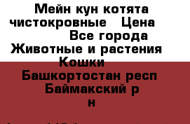 Мейн-кун котята чистокровные › Цена ­ 25 000 - Все города Животные и растения » Кошки   . Башкортостан респ.,Баймакский р-н